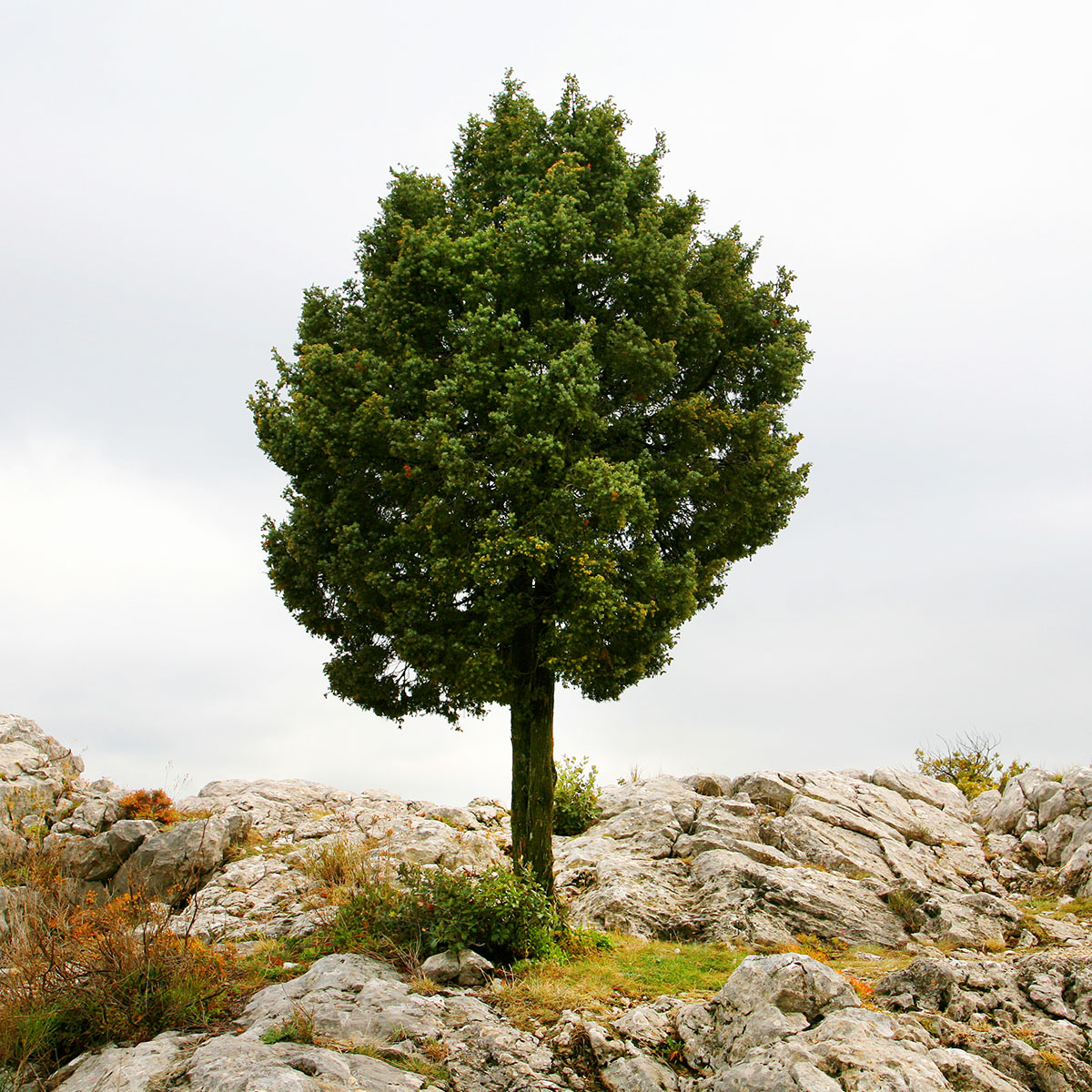 mit natur
